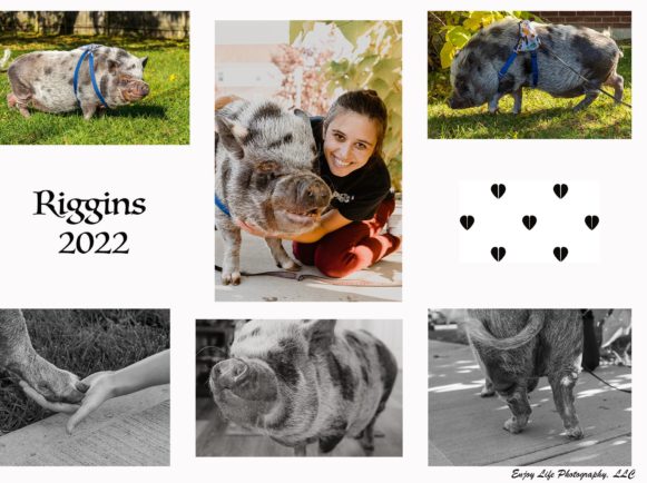 Pet Photography Collage
