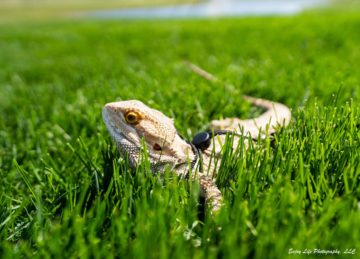 Exotic Pet Photography